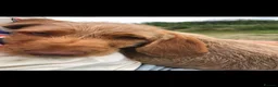Hungarian Vizsla dogs for sale: Hungarian w/h vizsla s last 2 boys remaining  - Advert 25
