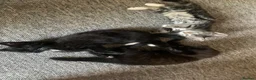 Mixed Breed cats for sale: 3 Lovely Brothers. Looking for their forever Home. - Advert 16