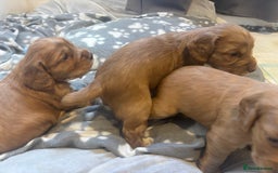 Cocker Spaniel dogs for sale: Working ginger/red cocker spaniels. - Image 12