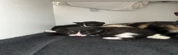 Domestic Shorthair cats for sale: 3 kittens for sale in Bexhill-on-Sea - Advert 6