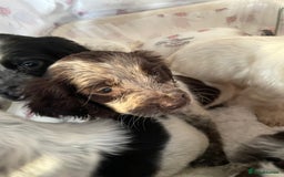 Cocker Spaniel dogs for sale: Healthy puppies - Image 22