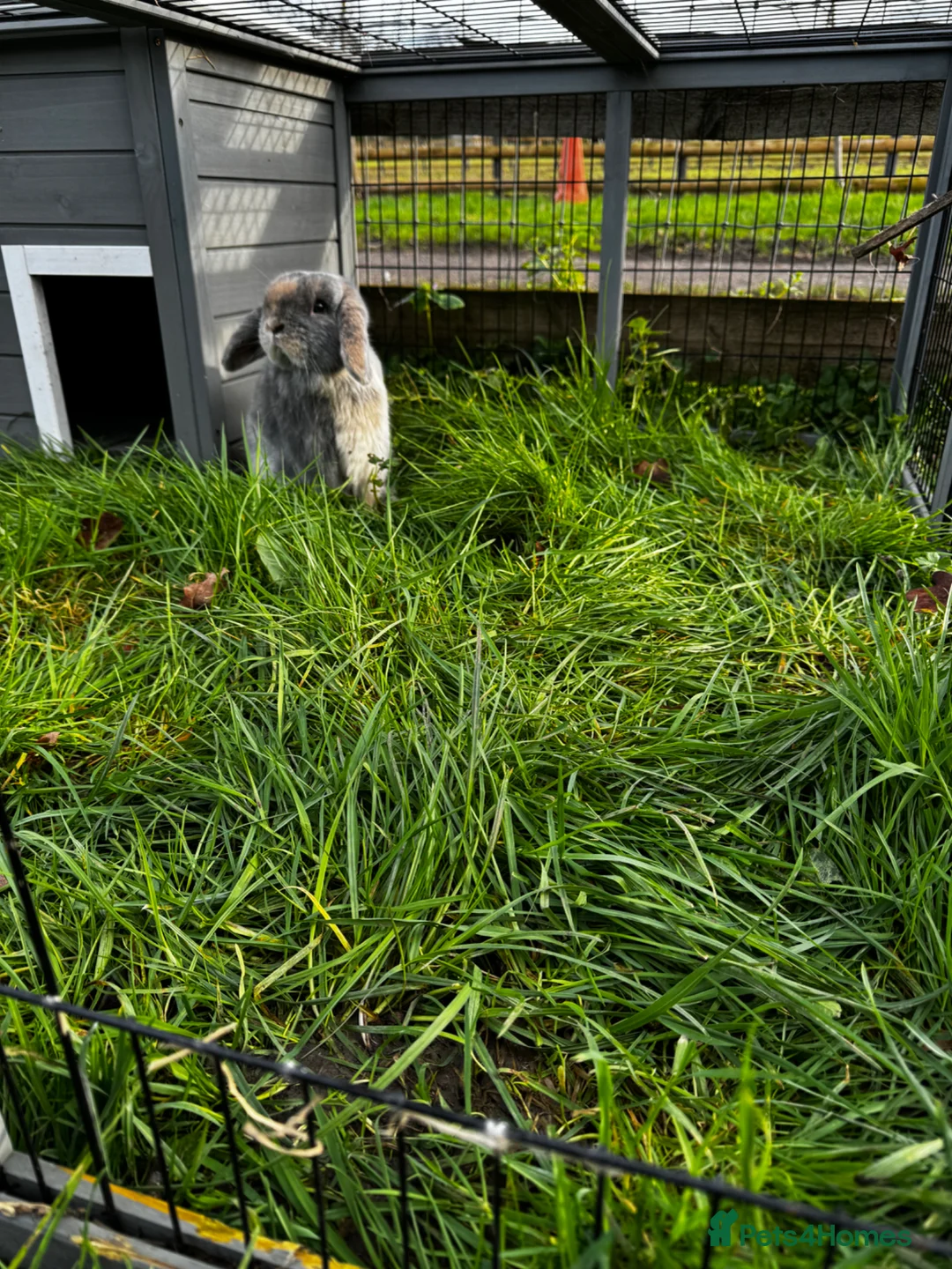 Mini Lop rabbits for sale: 🩷🩵 Lilac Tort and harlequin mini lops 🩵🩷 - Advert 14