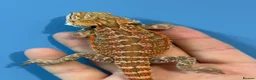 Bearded Dragon reptiles for sale: 💥💥💥Baby Dragons! WEEKEND SPECIAL £150 💥💥💥 - Advert 19