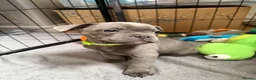 Mixed Breed dogs for sale: French bulldog x Staffordshire bull terrier Fraffy - Advert 4