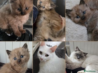 Mixed Breed cats Ragdoll x domestic cat 😻😽1 Girl available - Advert 1