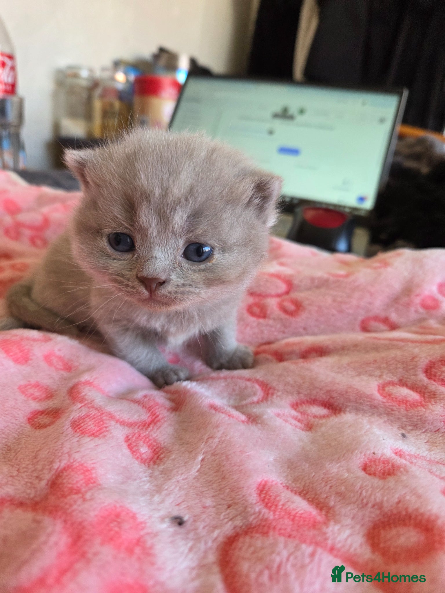 British Shorthair cats Beautiful lilac gccf registerd litter - Advert 1