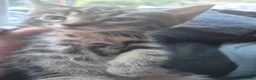 Mixed Breed cats for sale: Tabby kitten - Advert 4