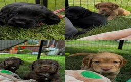 Cocker Spaniel dogs for sale: Cocker Spaniel Purebred Puppies Bitches available - Image 4
