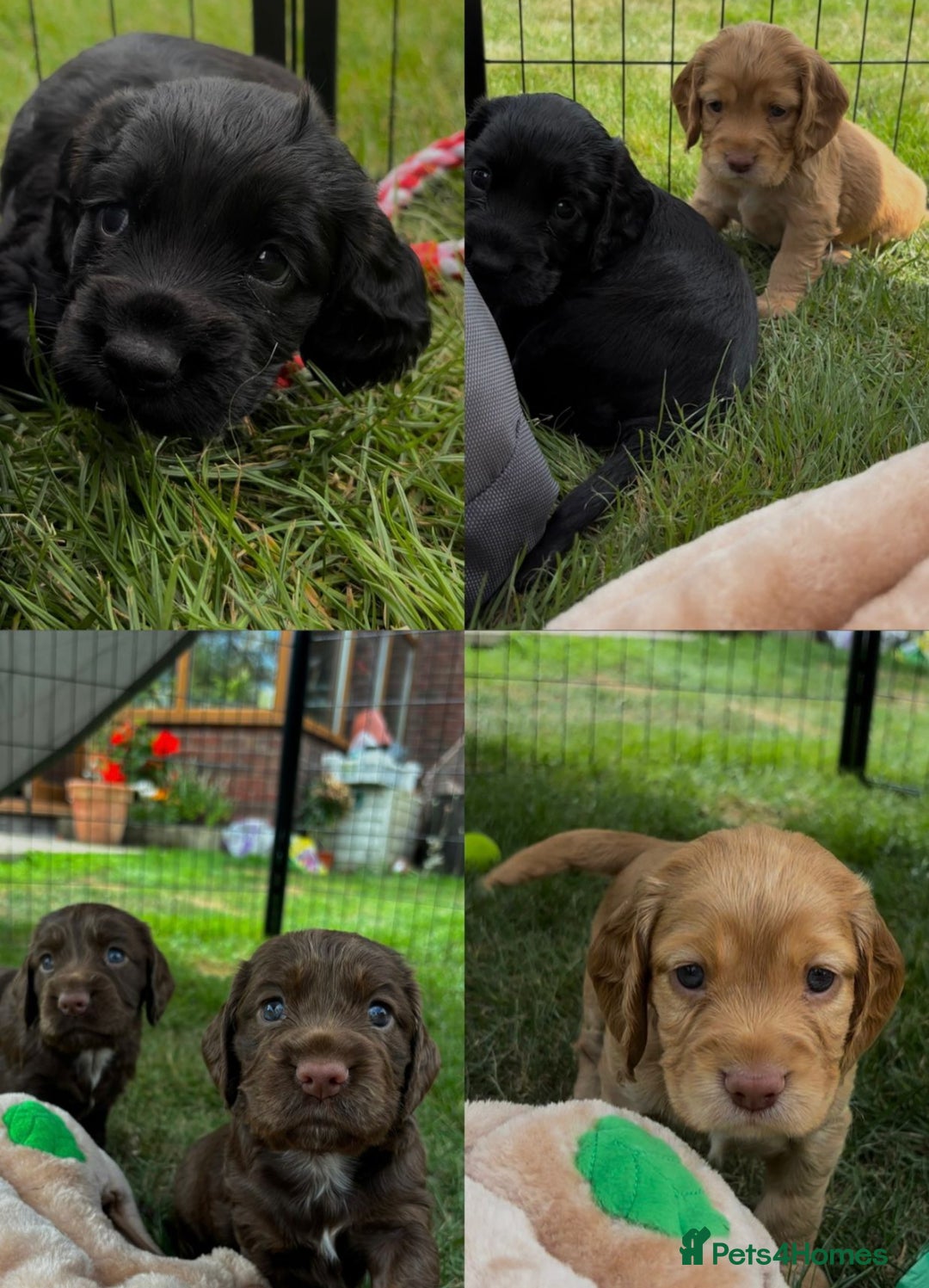 Cocker Spaniel dogs for sale: Cocker Spaniel Purebred Puppies Bitches available - Image 4