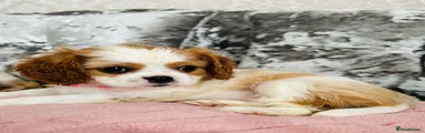 Cavalier King Charles Spaniel 2