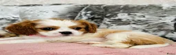 Cavalier King Charles Spaniel dogs for sale: Beautiful King Charles spaniel - Advert 5