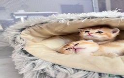 Scottish Fold cats for sale: Cute TICA pedigree kittens  - Image 10