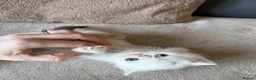 Exotic cats for sale: 4 exotic short hair boys for sale  - Advert 17