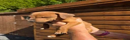 Mixed Breed dogs for sale: Jack Russell x lakeland  - Advert 10