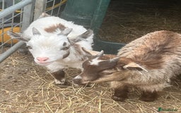 Goats livestock for sale: Registered pygmy goat kids  - Image 2