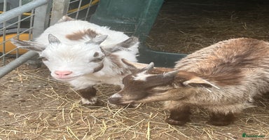 Goats livestock - Advert 8