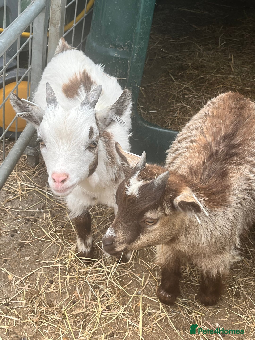 Goats livestock for sale: Registered pygmy goat kids  - Image 2