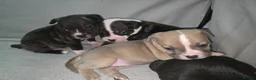 Mixed Breed dogs for sale: French bulldog x Staffordshire bull terrier - Advert 27