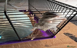 Hamster rodents for sale: Two male hamsters  - Image 1