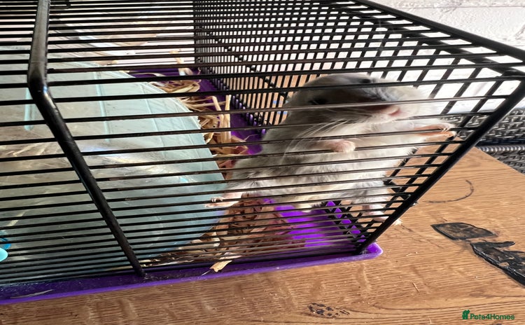 Hamster rodents for sale - Advert 1