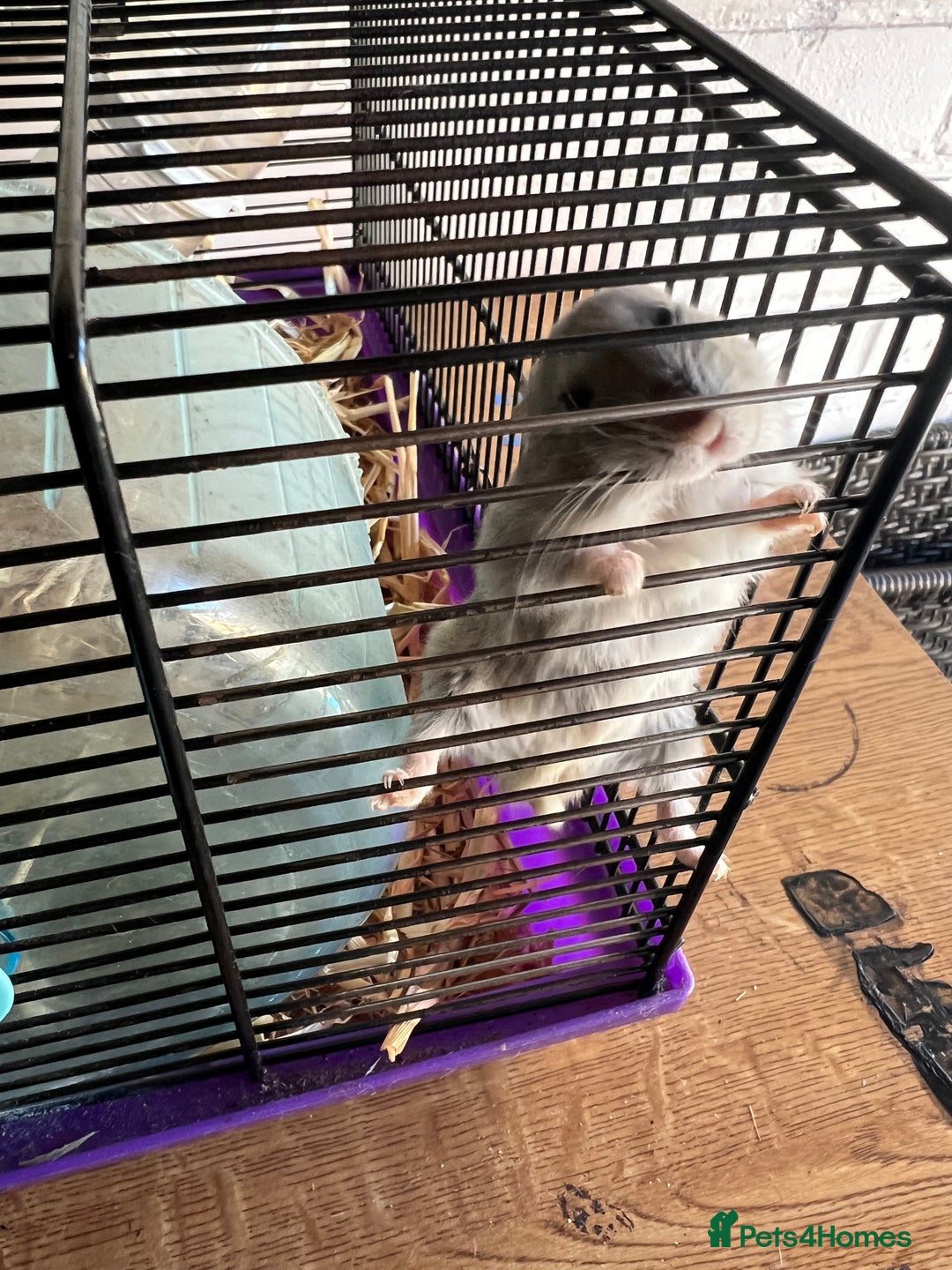 Hamster rodents for sale: Two male hamsters  - Image 1