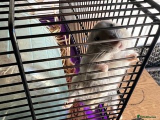Hamster rodents - Advert 2
