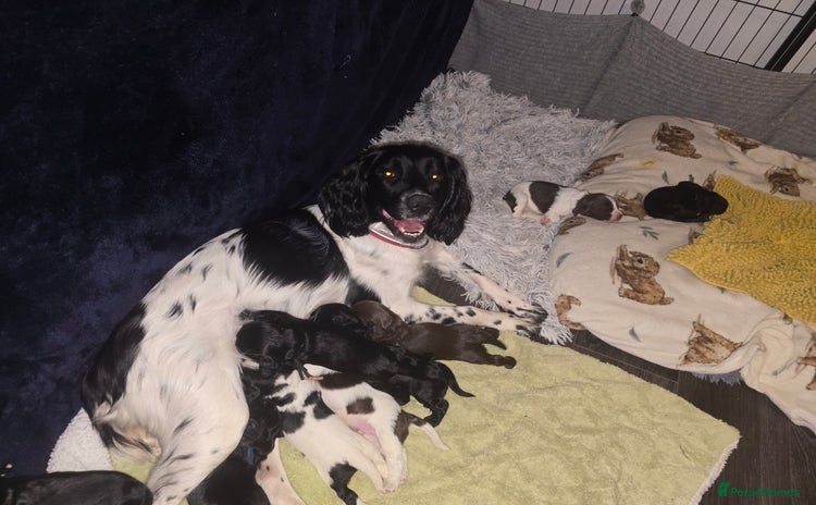 Sprocker dogs - Advert 3