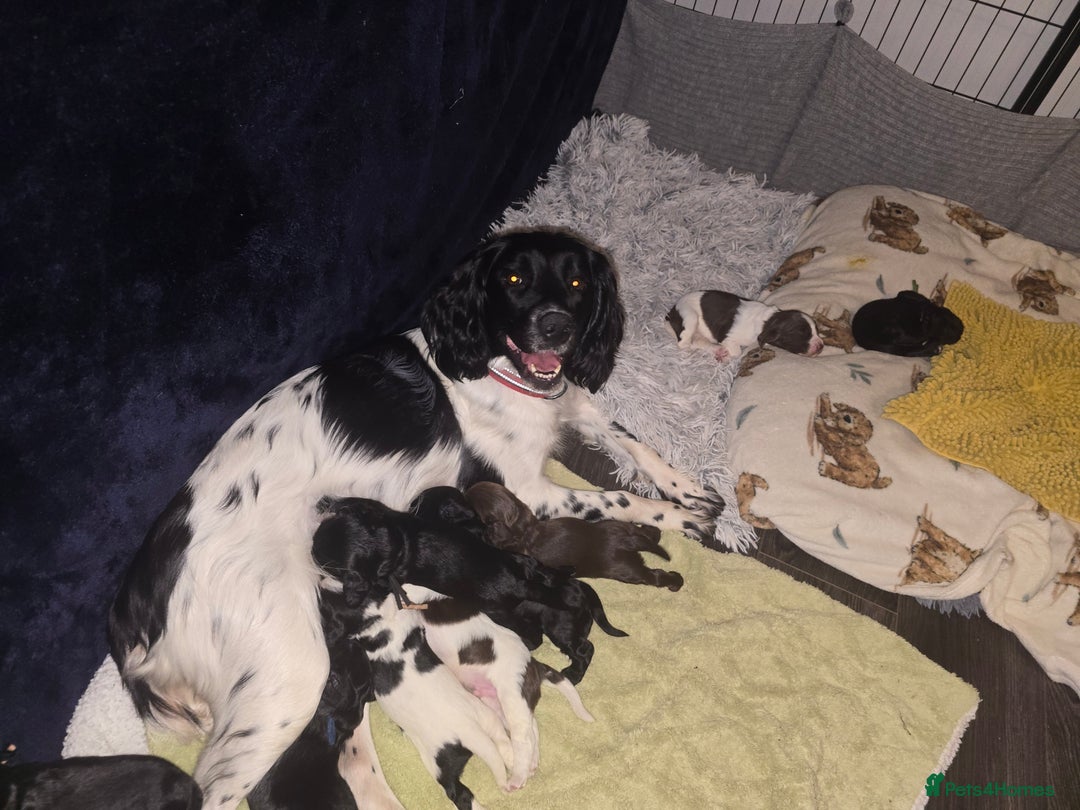 Sprocker dogs for sale: 9 Beautiful Sprocker puppies for sale - Image 1