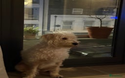 Cockapoo dogs for sale: Poodle mixed dog - Image 3