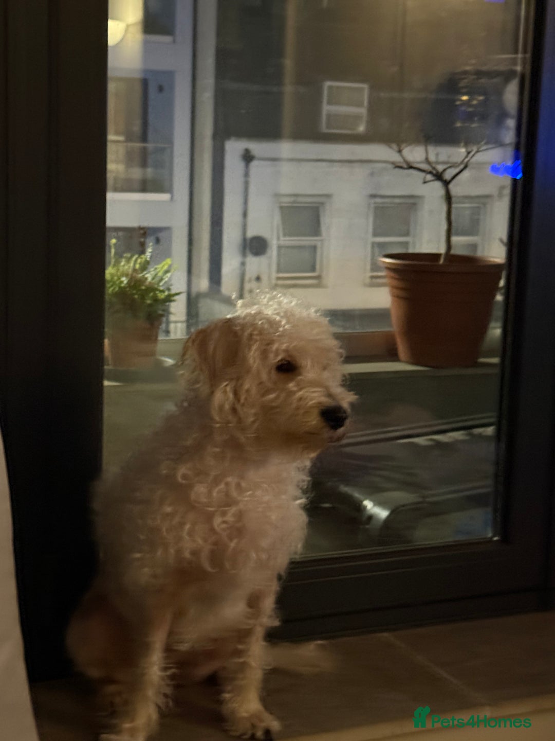 Cockapoo dogs for sale: Poodle mixed dog - Image 3