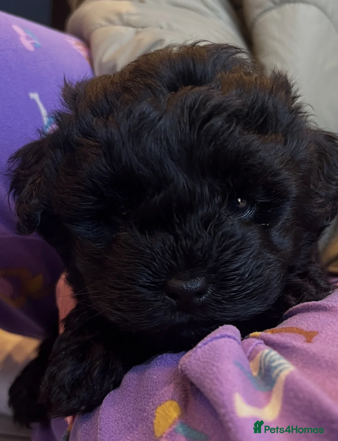 Yorkiepoo dogs for sale: Beautiful Toy Yorkiepoo Puppies Ready from 8th May in Harrow - Advert 1
