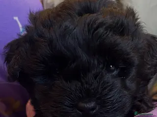 Yorkiepoo dogs Beautiful Toy Yorkiepoo Puppies Ready from 8th May - Advert 3