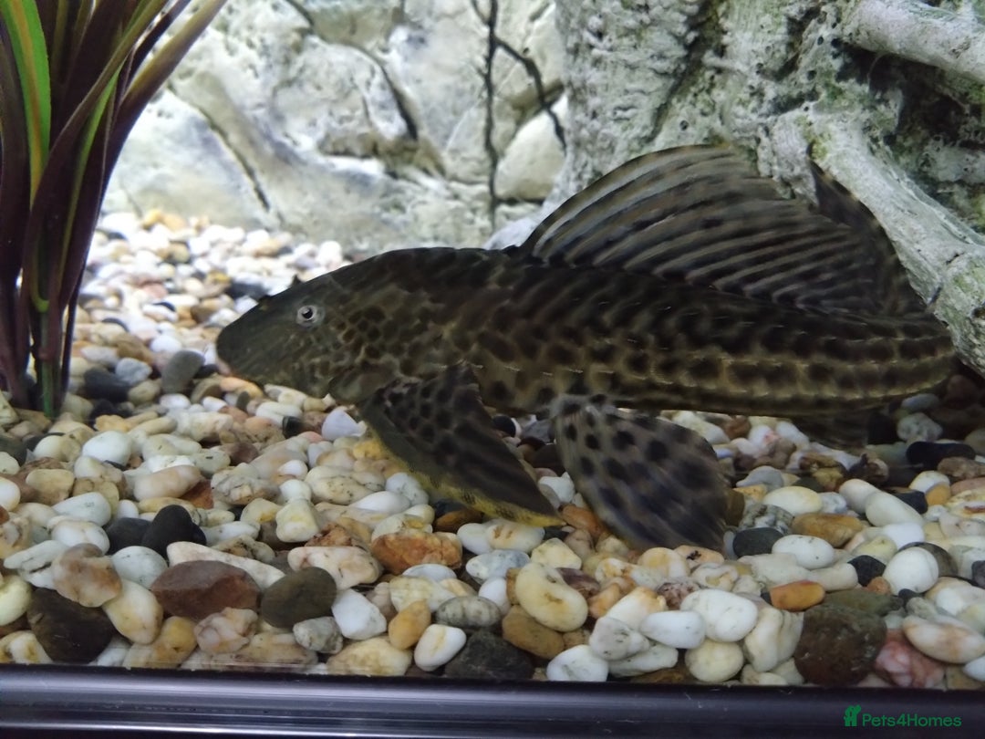 Plecos fish for sale: Common Pleco - Advert 1