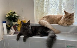 Maine Coon cats for sale: 25% OFF PURE MAINE COONS FROM CHAMPION BLOODLINE! - Image 26