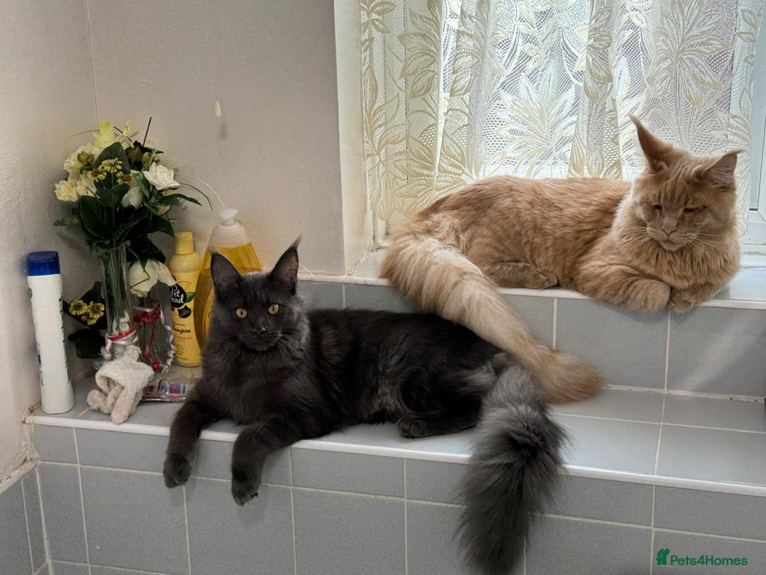 Maine Coon cats for sale: 25% OFF PURE MAINE COONS FROM CHAMPION BLOODLINE! - Image 26