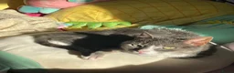 Domestic Shorthair cats for sale: Senior female cat looking for loving home - Advert 8