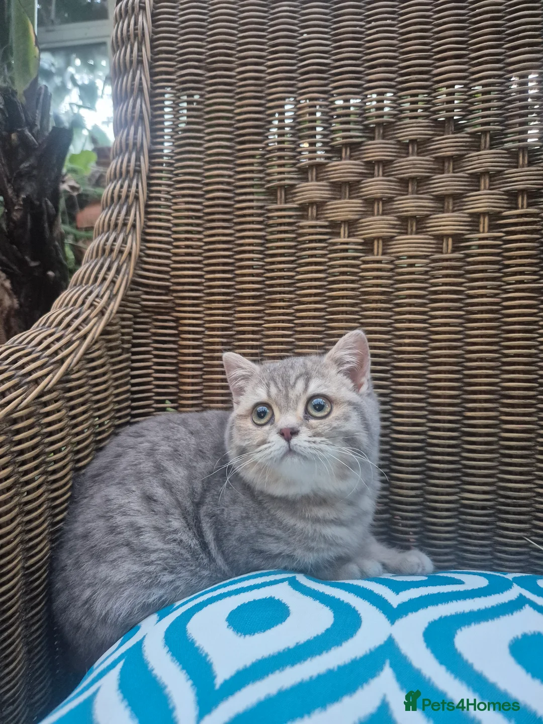 British Shorthair cats for sale: Stunning British shorthair kittens - Advert 2