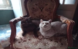 British Shorthair cats for sale: Beautiful British Shorthair  - Image 2