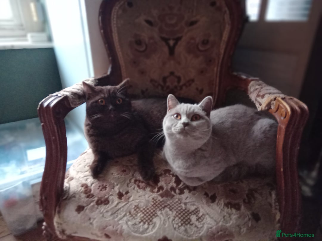 British Shorthair cats for sale: Beautiful British Shorthair  - Image 2