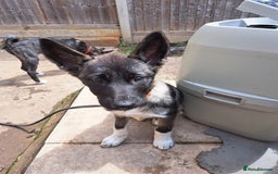 Huskita dogs for sale: Adorable akita x husky puppies for sale in Chatham - Image 3