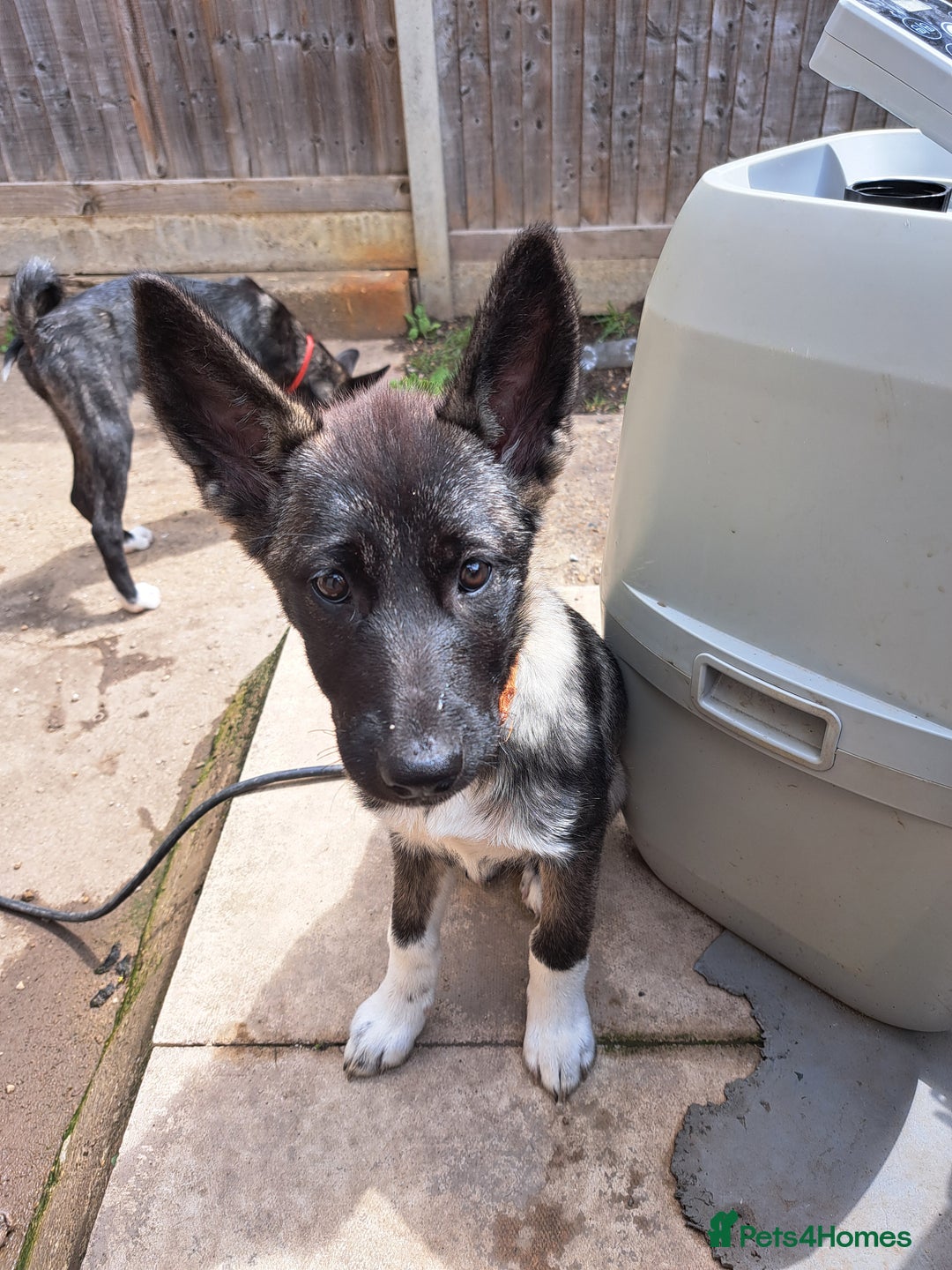 Huskita dogs for sale: Adorable akita x husky puppies for sale in Chatham - Image 3