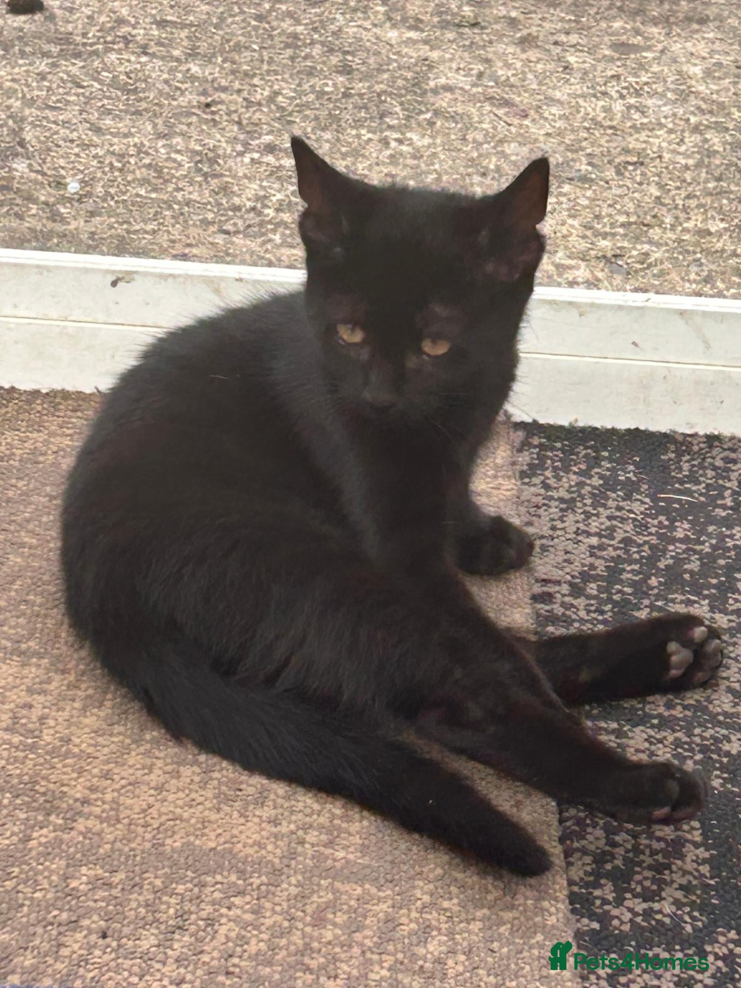 Mixed Breed cats Due to timewaster these 2 lovelies are available - Advert 5