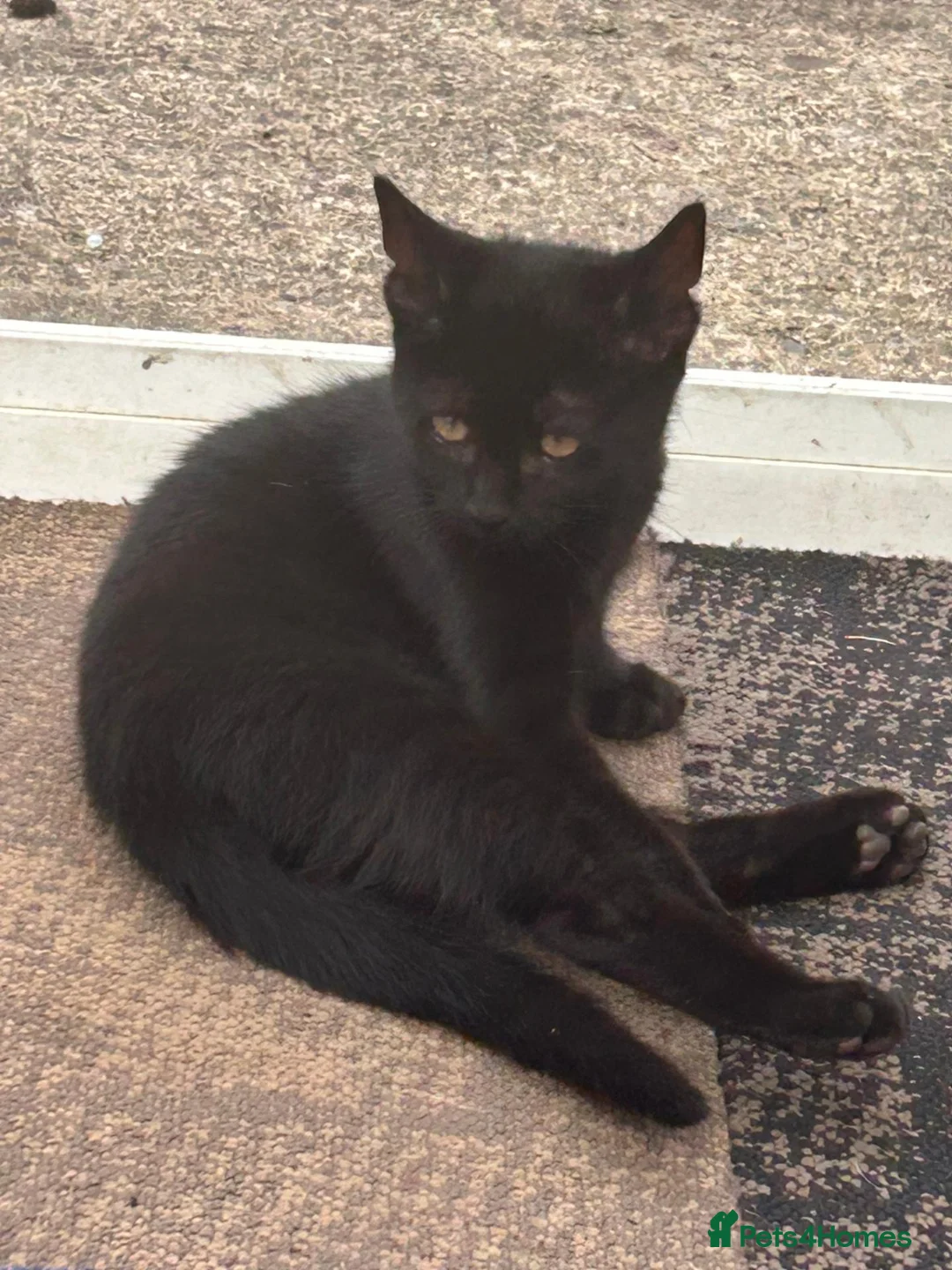 Mixed Breed cats for sale: Due to timewaster these 2 lovelies are available - Advert 1