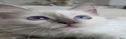 Ragdoll cats for sale: ✨ TORTIE ONE LEFT|CHAMPTION LINE|LITTER GCCF&TICA✨ - Advert 23