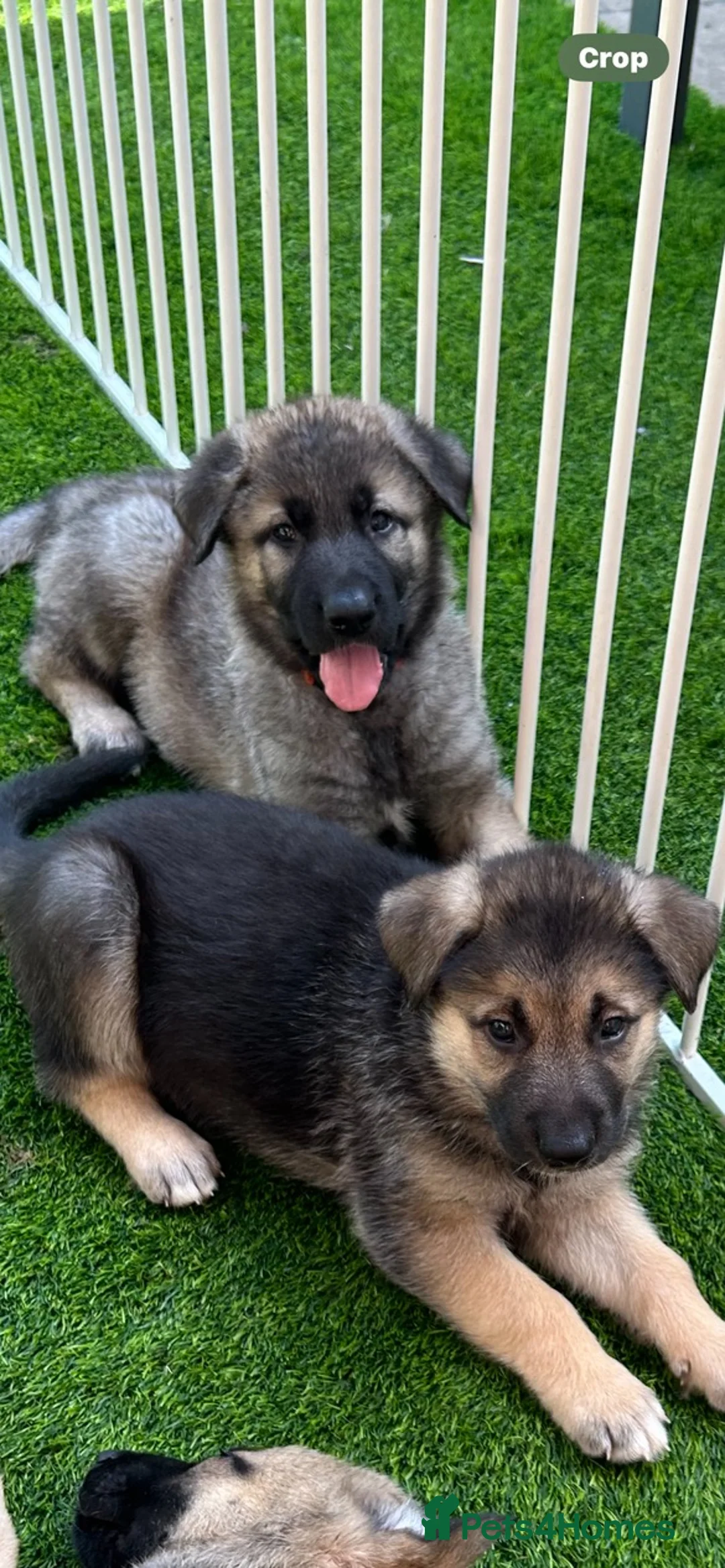 German Shepherd dogs for stud: PROVEN BIG BONED GERMAN SHEPHERD FOR STUD  in Romford - Advert 14