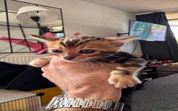 Bengal cats for sale: Bengal kittens Pure just born - Image 19