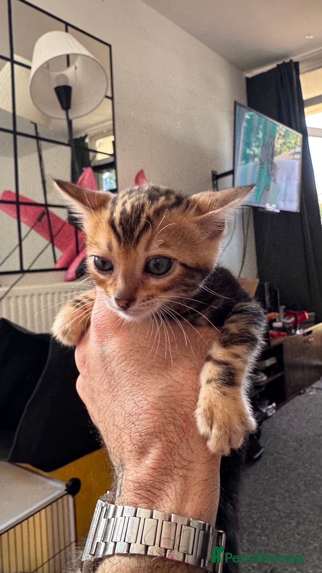 Bengal cats for sale: Bengal kittens Pure just born - Image 19