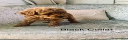 Toy Poodle dogs for sale: 🐩Outstanding Toy Poodle Puppies – Ready to view🐩 - Advert 20