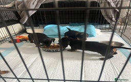 Dachshund dogs for sale: Mini dachshund puppies - Image 5