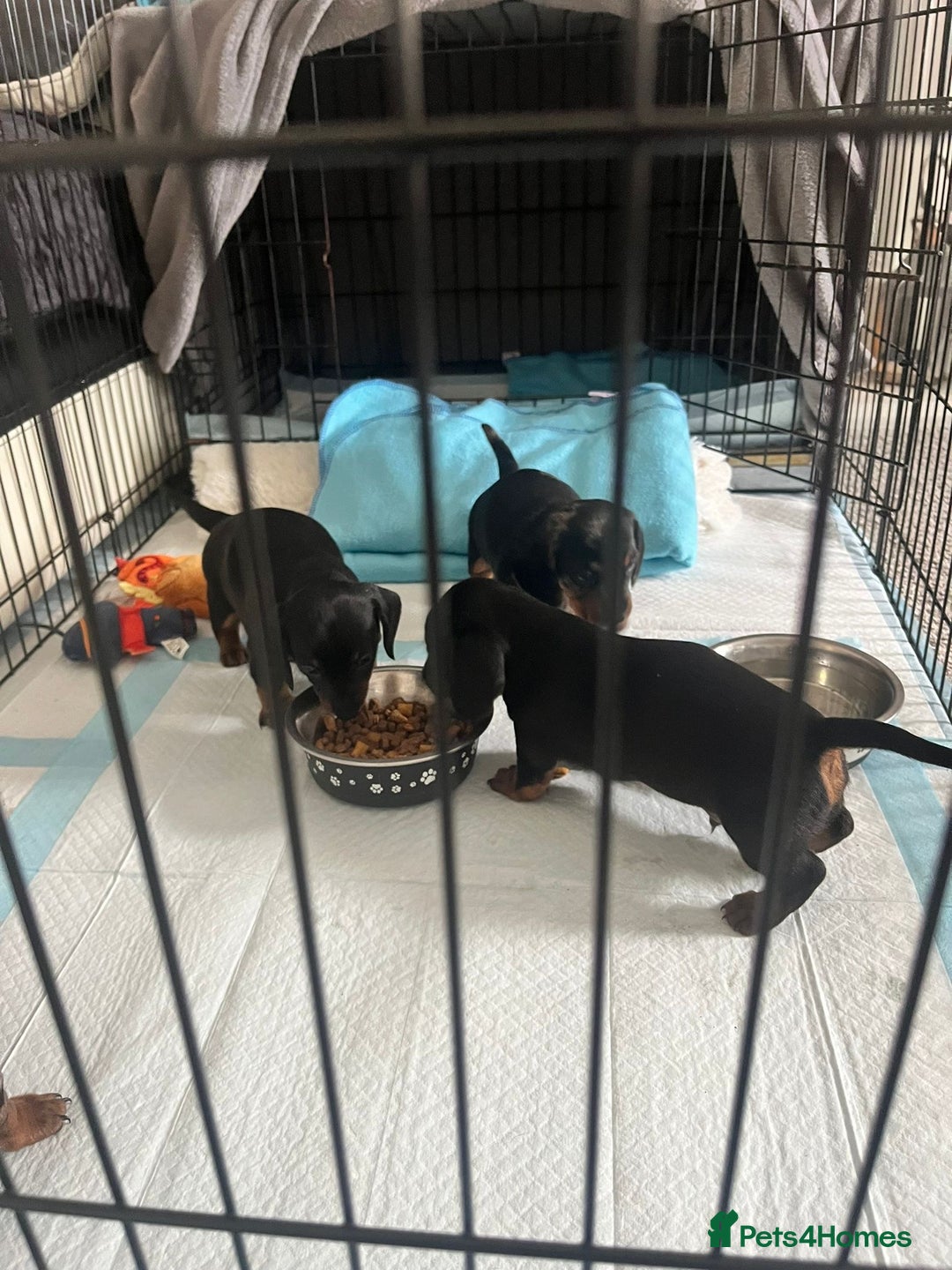 Dachshund dogs for sale: Mini dachshund puppies - Image 5